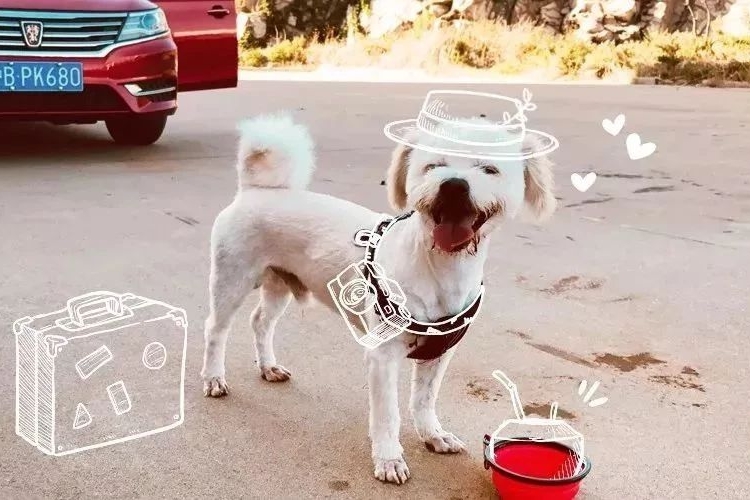 车企去哪儿丨在春暖花开的日子里，寻找那些单纯的小美好