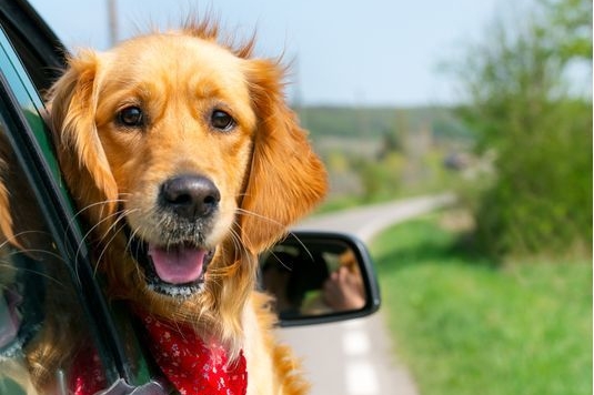 萌宠能不带能上车？车内宠物安全问题知多少