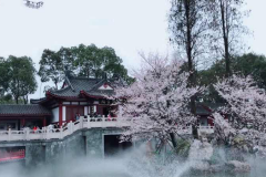 72万颗“逸动”的心  长安逸动家族双车在最美的樱花中再绽放