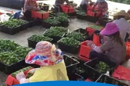 急哭！数万亩海南小台芒滞销，再过半个月不卖掉就全烂地里了！