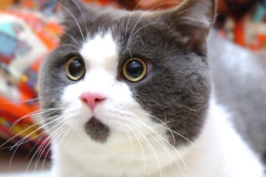 你了解你的爱车吗？关于汽车的哪些“冷知识”