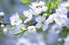 奔驰女车主再露面：压力大到想跳楼！专业人士独家解析