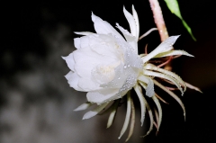 五问奥迪：符合“指南标准”，就一定能撇开「致癌门」吗？