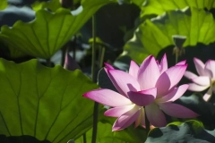 4月车企销量排行榜：仅1/4企业增长 日系打起反击战？