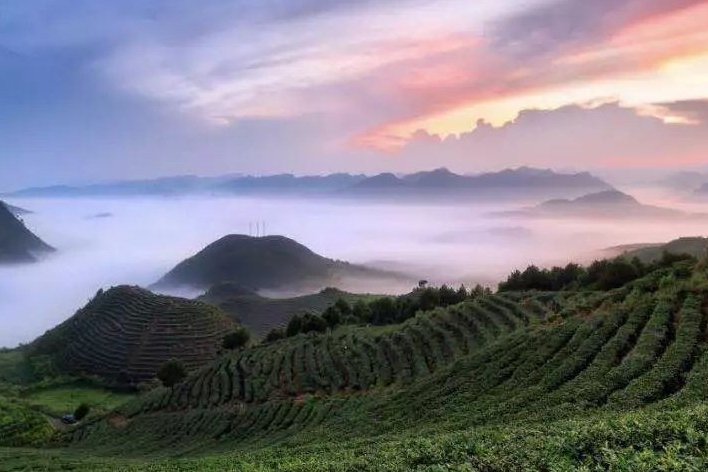 雷山茶迎来“吉时雨” 吉利打造有温度的公益经营模式丨汽车预言家