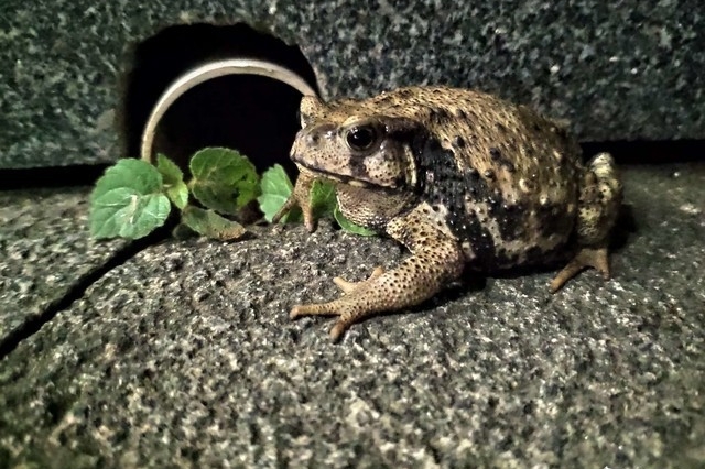 昨天晚上拍到的蛙，不知今天找到他的公主没有[$奸笑$]