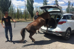 紧凑型SUV运送千万宝马走红网络，网友：这SUV买对了