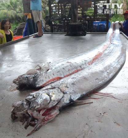 台湾渔民捕获两条“地震鱼”。（图片来源：台湾东森新闻）