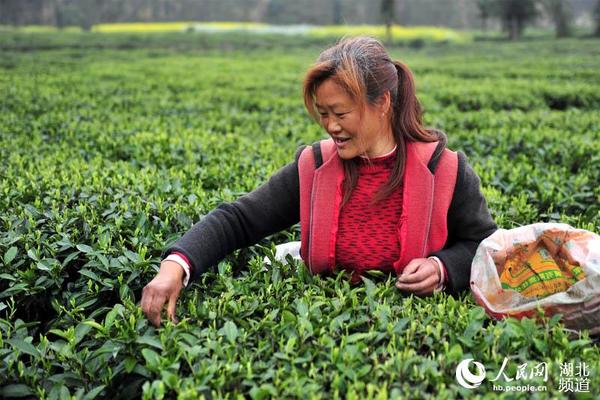 2016年3月21日，湖北省宜昌市夷陵区邓村绿茶集团众合茶叶专业合作社社员在太平溪镇太平溪村生态茶叶基地采摘春茶。