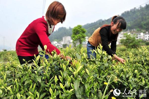 2016年4月12日，茶农在湖北省宜昌市夷陵经济开发区茶产业高新科技工业园雾渡河生态茶园基地采摘白茶芽。