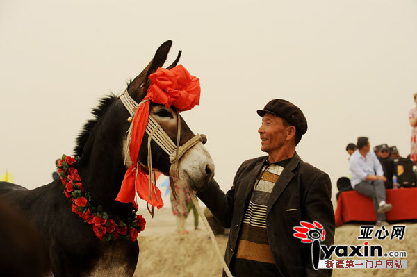 最美驴王评选得主13号驴