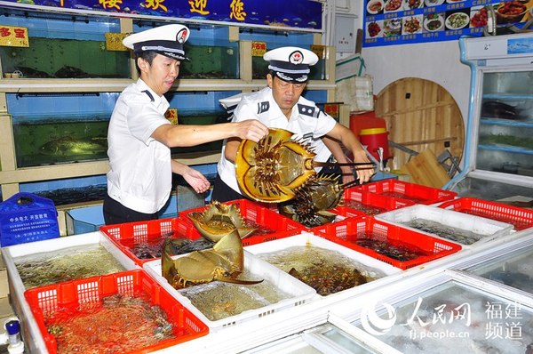 福建“2015—1蓝剑”行动中，执法人员在餐馆查获国家二级保护动物中国鲎。吴隆重 摄于福建平潭
