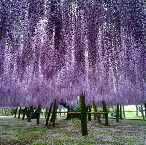 花下甜蜜相约 日本紫藤盛开风中摇曳如画 图 凤凰资讯
