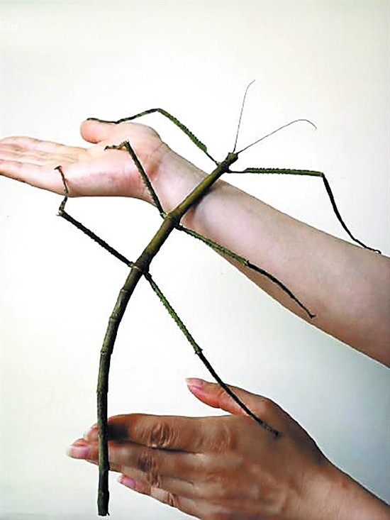 4厘米的巨型竹节虫.