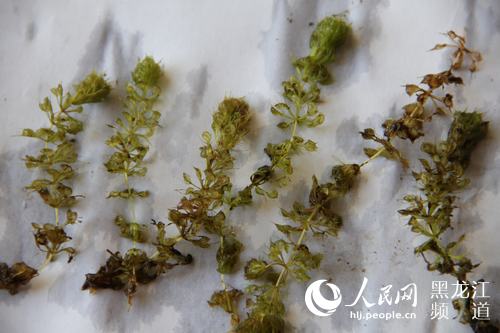 国家一级野生植物貉藻。