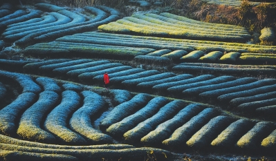 梯田式的茶园如碧海波浪，从山脚绵延而上，如翠绿的绸缎满山遍野恣意地铺展。