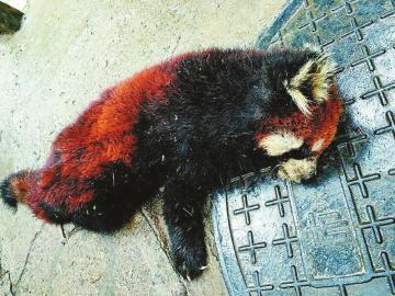 后备箱里，警方共发现6只小熊猫，其中有两只已经死亡。