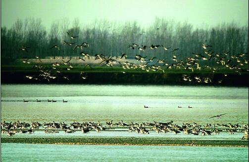 封丘东湖湿地公园青头潜鸭24只 全球还不到50