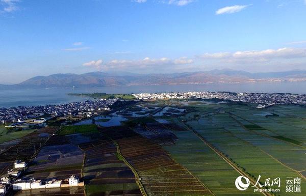 航拍喜洲古镇田园风光。(供图)