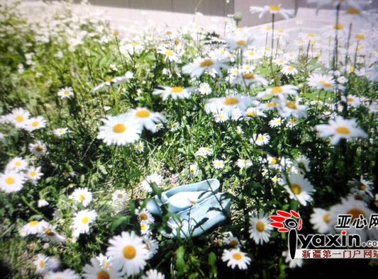 女孩跳楼现场，花丛中还留有一双鞋。 晨报全媒体记者 谢鹏 摄