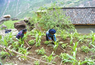 勒尔村村民在地里种着土豆、玉米等作物。