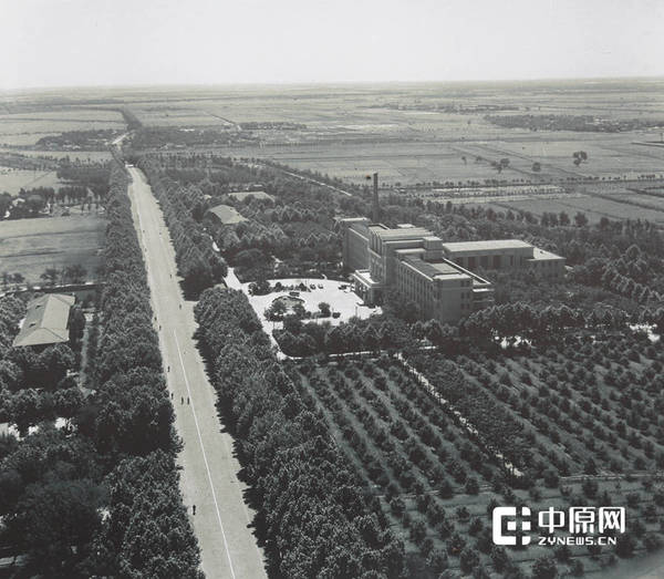 绿意盎然的郑州的街道