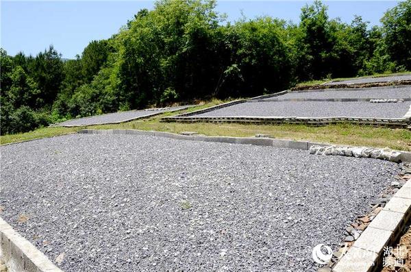 马坪村农民发明的木瓜速干晒场