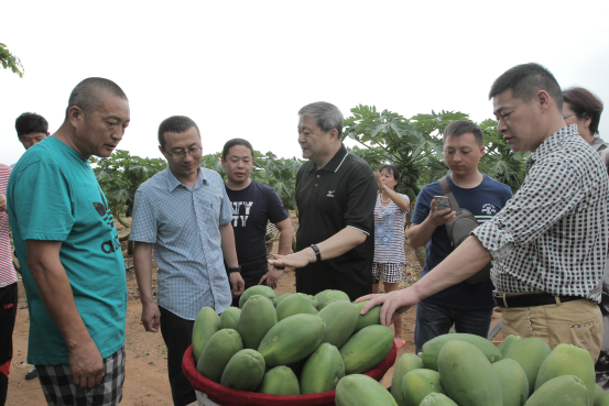 ▲华蒙通(海南澄迈)木瓜基地现场调研交流