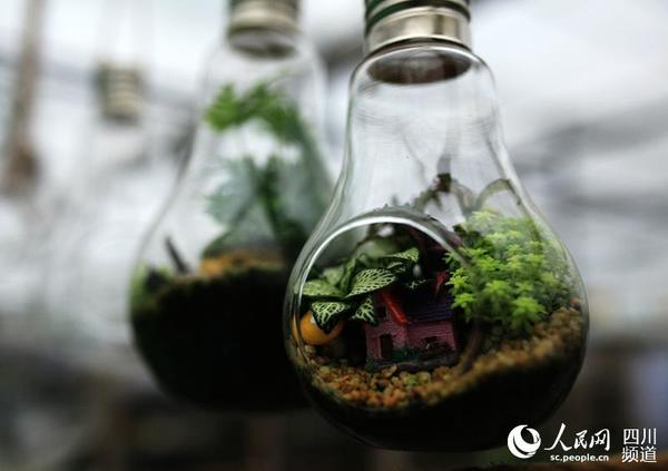 长在灯泡里的植物。（朱虹 摄）