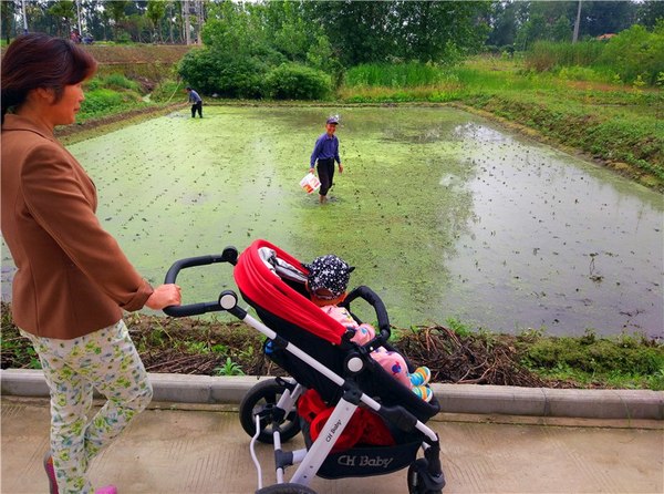 如今，在农村插秧的基本都是50岁以上的中老年人，年轻人很少有会下田种稻的，只能在田边“欣赏”老人们劳作的身姿。