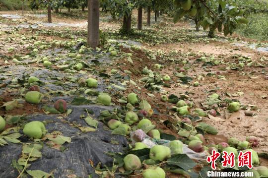 甘肃清水遭暴雨冰雹袭击 未熟果蔬被打落遍地