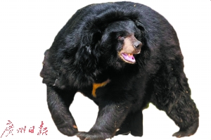 专家指出，亚洲黑熊吃人并不常见。（资料图片）