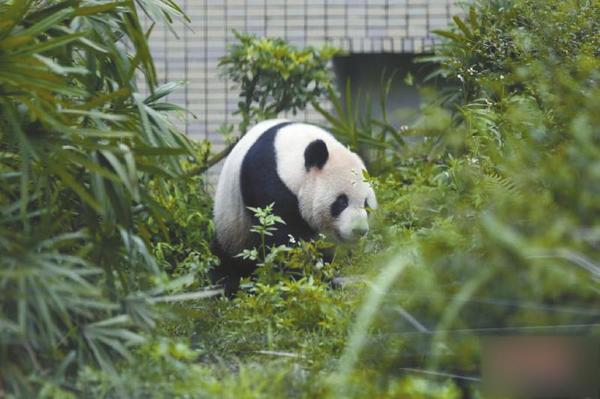 5月16日，“团团”在台北市立动物园内“散步”。图据中新社