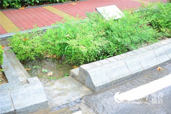小区雨水花园