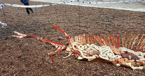 男子在尼斯湖岸边遛狗时发现一具海怪残骸，促使许多人质疑尼斯湖水怪是否真的死了。（网页截图）