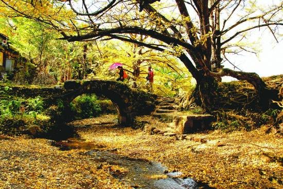 妥乐:世界古银杏之乡_凤凰资讯