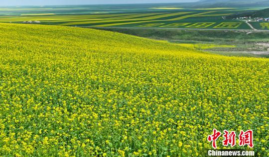 十万亩油菜花七月绽放甘肃民乐犹如 花海 凤凰资讯