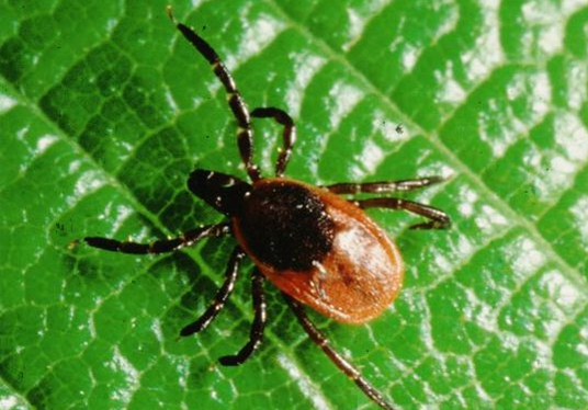 蚊虫叮咬别小瞧!蜱虫叮咬易感染全山东均有病