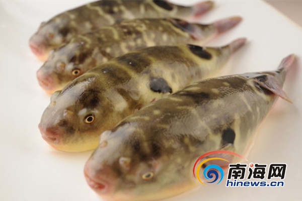 海鲜的螺贝类种类_山东胶州：贝类海鲜大量上市个大肉肥物美价廉(2)