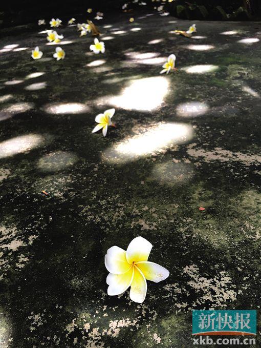 ■故居庭院内,满地鸡蛋花。(钟哲平摄)