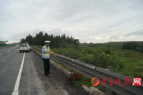 莱芜:羊群吃草跑上高速公路,交警化身羊倌赶羊
