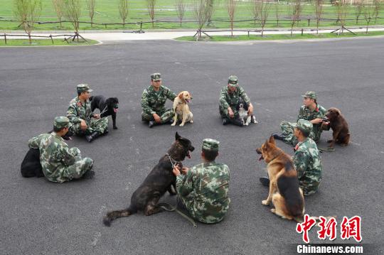 哈尔滨警犬训练基地7只警犬参加杭州G20安保任务　孟繁宇　摄