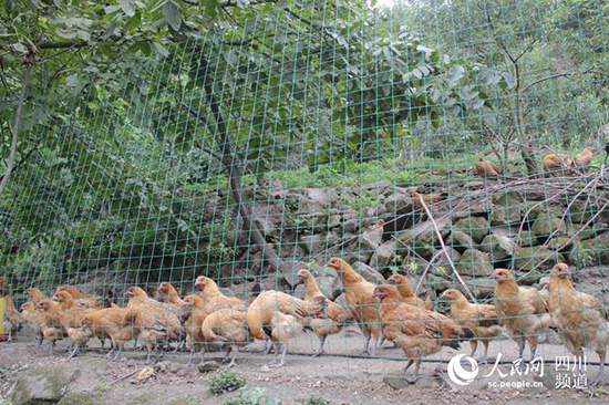 农民在李子树下养的跑山鸡。（记者陈曦 摄）