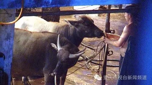 南岸一屠宰场涉嫌牛肉注水 官方回应：屠宰场已