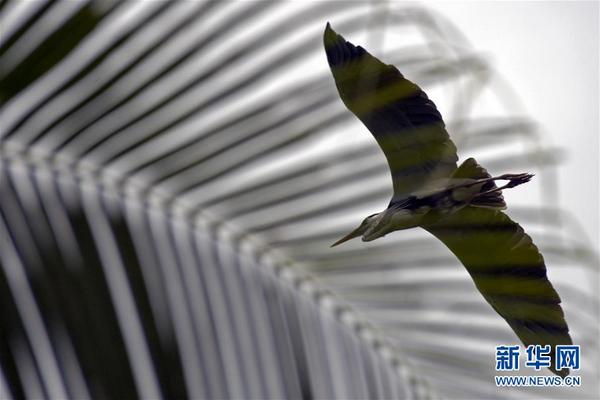 8月24日，一只苍鹭在新加坡白沙公园飞翔。新华社发（邓智炜摄）