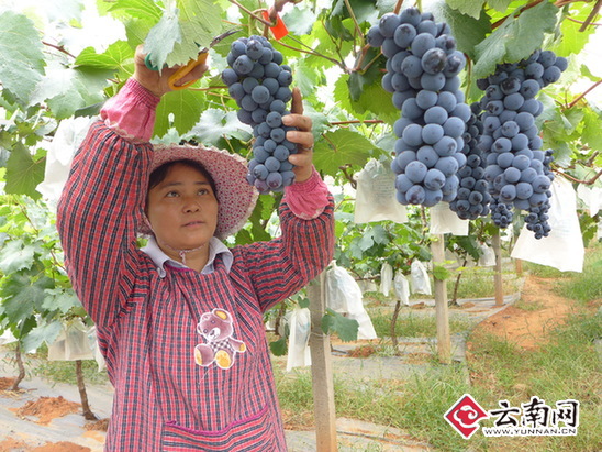 全县大力发展葡萄经济林果产业（张海燕 摄）