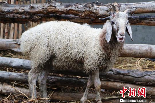新疆博湖县一只才半岁大的绵羊头顶长有5只犄角。　王陆斌摄