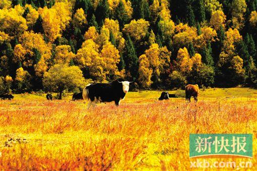 ■林芝金秋。东田/摄