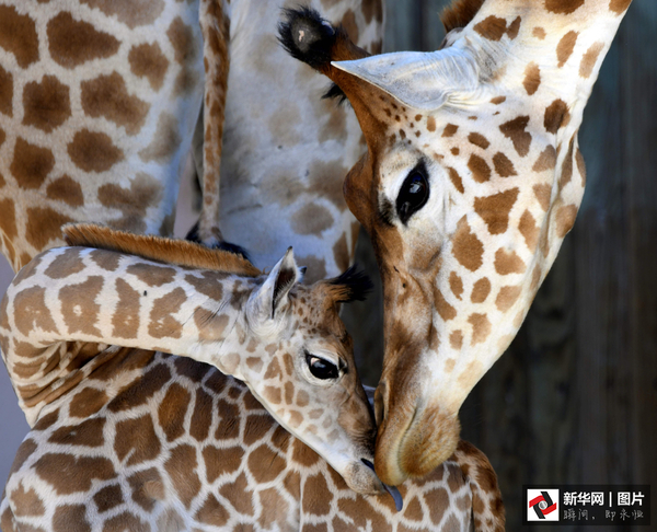 　　    当地时间2016年8月31日，12岁的南非长颈鹿Dioni6天前诞下一只可爱的长颈鹿宝宝。照片中的长颈鹿妈妈低下长长的脖子亲吻着自己的宝宝，场面十分温馨感人。（图片来源：视觉中国）