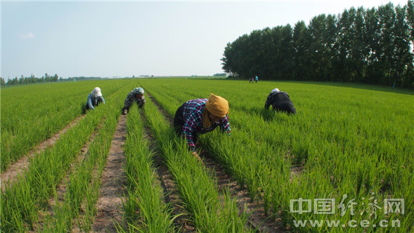 图为旱稻种植全程采取人工除草，确保产品绿色无公害。黄力辉摄